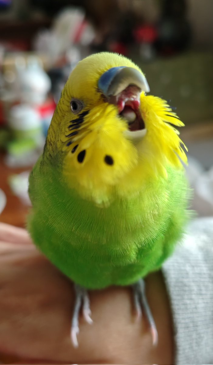 なんかすごい顔が撮れた日にこのタグに出会って嬉しい…
#叫んでいる鳥選手権
#セキセイインコ