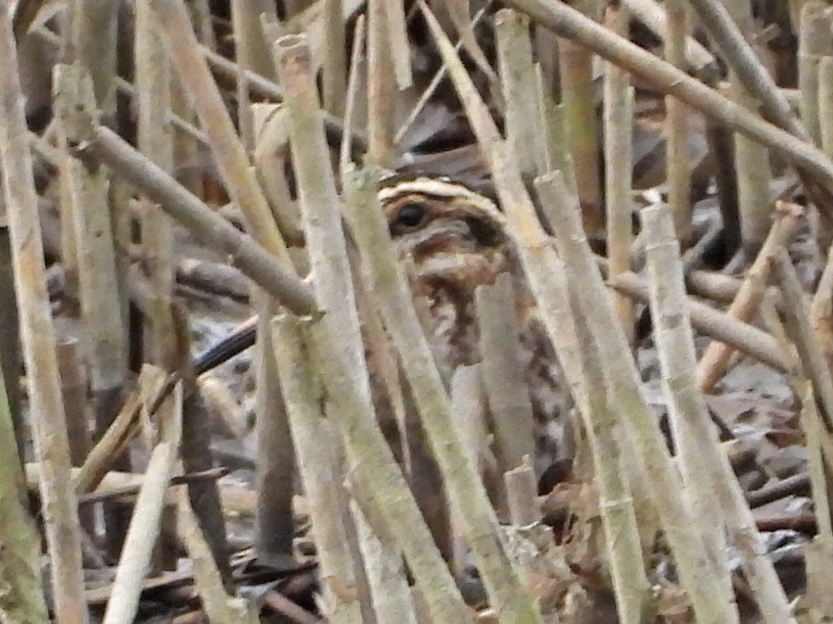 Alan Boddington tweet media