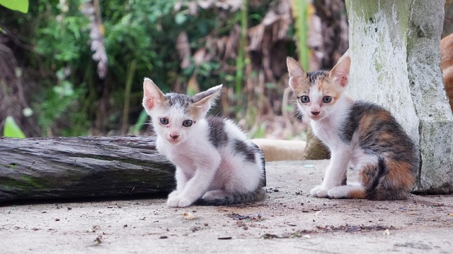 Shana Kay tweet media