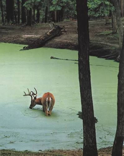 rather dubious deer tweet media