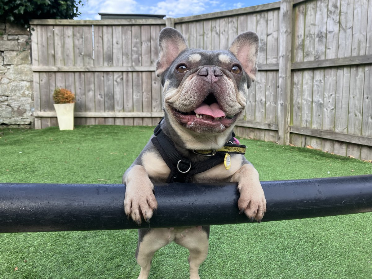 Pepper is a charismatic girl who is always up for some fun! 🥰 She adores getting out and about to explore quiet woods and appreciates the quieter side of life 💛🐾

#AdoptDontShop
#ADogIsForLife

@DogsTust