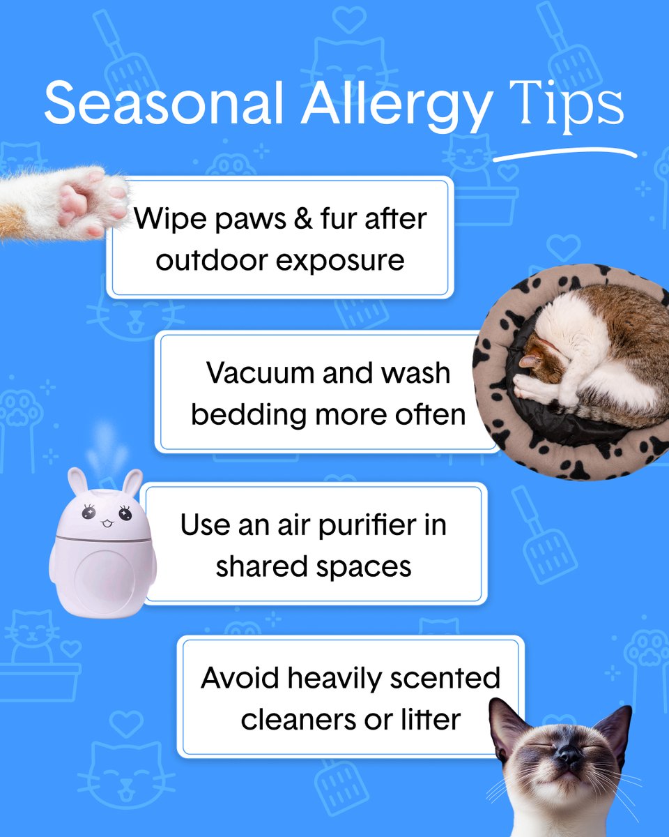 Boxiecat tweet media