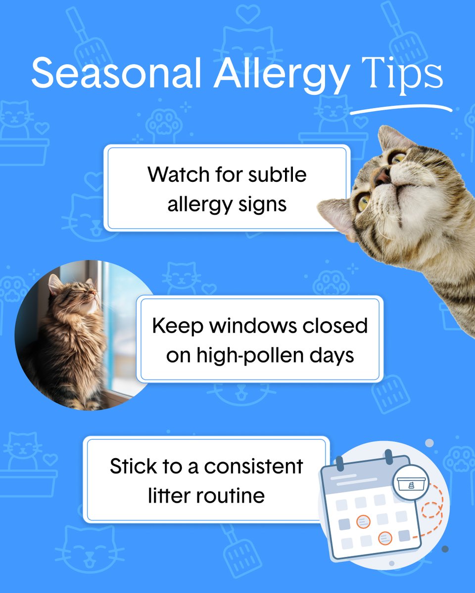 Boxiecat tweet media