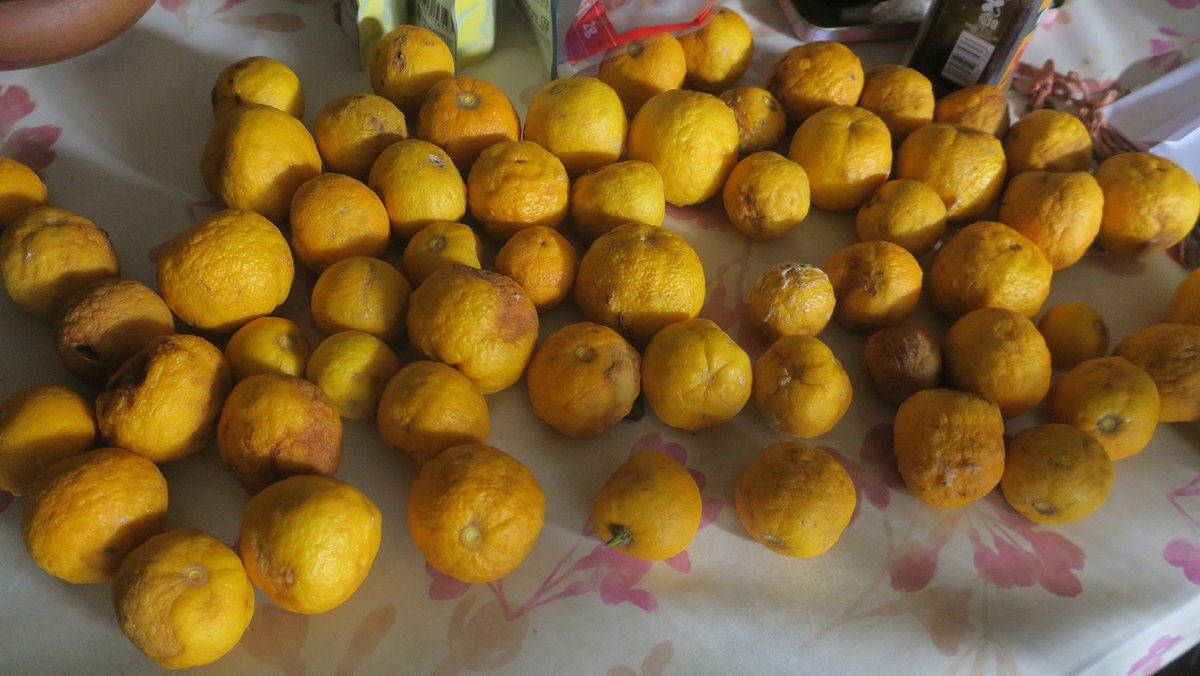 関西上映の準備も、庭の木から落ちる柚子の活用も、追いつかず😭