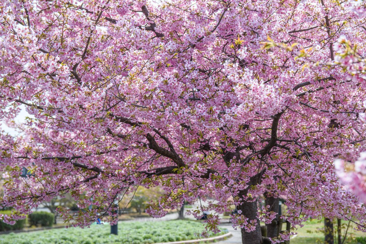 Happydays1980's tweet photo. え？可愛い♡

着いた時に思わず🤭
農業文化園　戸田川緑地の河津桜🌸

素敵な場所でした❤️

Instagramにてお出かけスポット　記録投稿しています✨

@happydays623
@happydaysnosanpo

#農業文化園戸田川緑地
#農業文化園
#戸田川緑地
#お出かけスポット
#お出かけの記録 https://t.co/LNusDZJax3