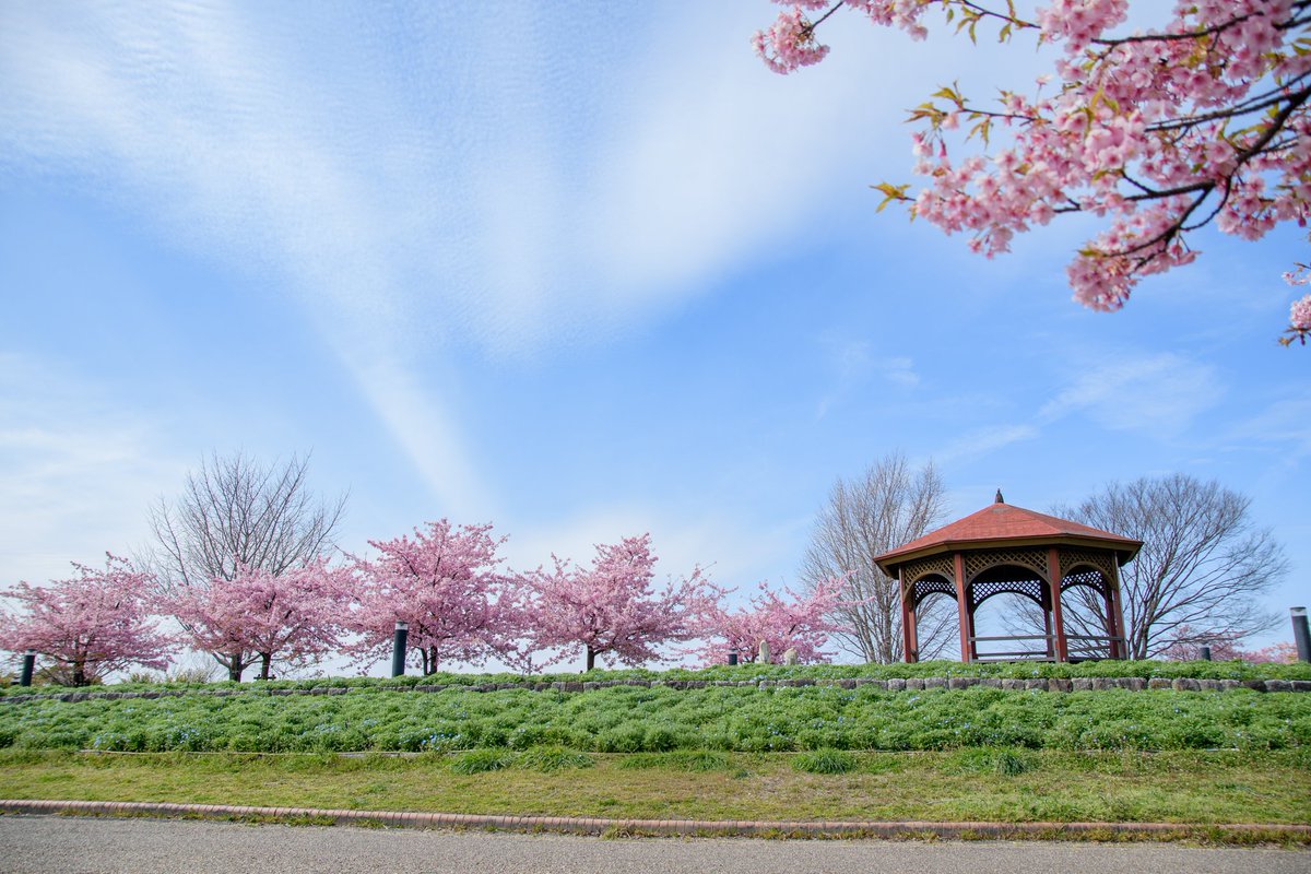 Happydays1980's tweet photo. え？可愛い♡

着いた時に思わず🤭
農業文化園　戸田川緑地の河津桜🌸

素敵な場所でした❤️

Instagramにてお出かけスポット　記録投稿しています✨

@happydays623
@happydaysnosanpo

#農業文化園戸田川緑地
#農業文化園
#戸田川緑地
#お出かけスポット
#お出かけの記録 https://t.co/LNusDZJax3