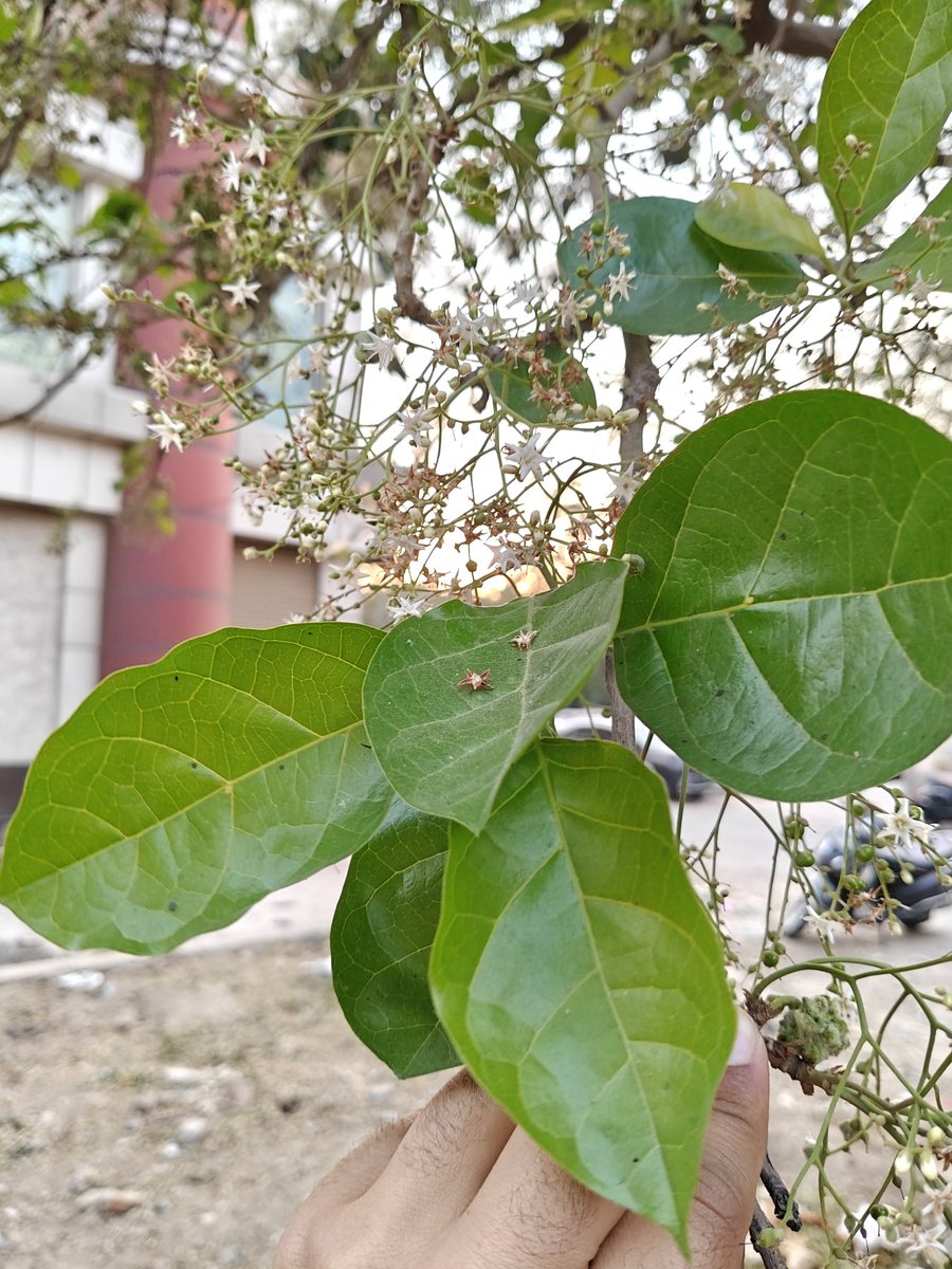 kartikwamdev's tweet photo. A lone beacon in the mundane landscape, native to Delhi, occasionally seen, star-shaped flowers in full glory. 

Chamrod ( Ehretia laevis) 

#delhi
#treesofdelhi
#chamrod
#delhitrees
#rohini 
#native
#nativetreesofdelhi
#spring https://t.co/PK6uGpF395