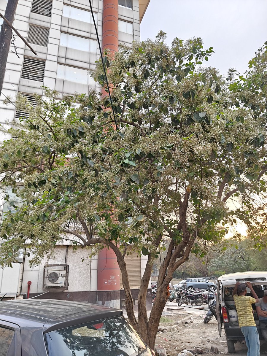 kartikwamdev's tweet photo. A lone beacon in the mundane landscape, native to Delhi, occasionally seen, star-shaped flowers in full glory. 

Chamrod ( Ehretia laevis) 

#delhi
#treesofdelhi
#chamrod
#delhitrees
#rohini 
#native
#nativetreesofdelhi
#spring https://t.co/PK6uGpF395