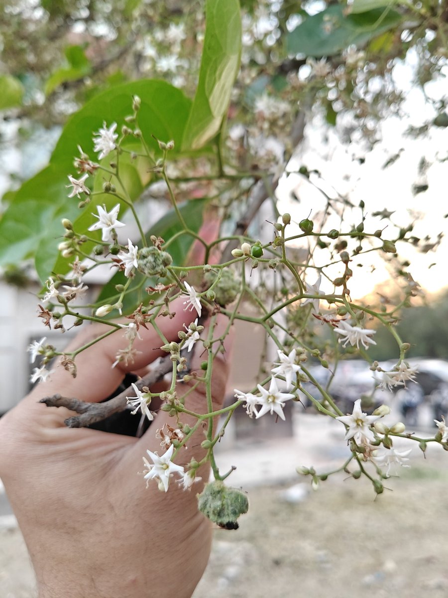 kartikwamdev's tweet photo. A lone beacon in the mundane landscape, native to Delhi, occasionally seen, star-shaped flowers in full glory. 

Chamrod ( Ehretia laevis) 

#delhi
#treesofdelhi
#chamrod
#delhitrees
#rohini 
#native
#nativetreesofdelhi
#spring https://t.co/PK6uGpF395