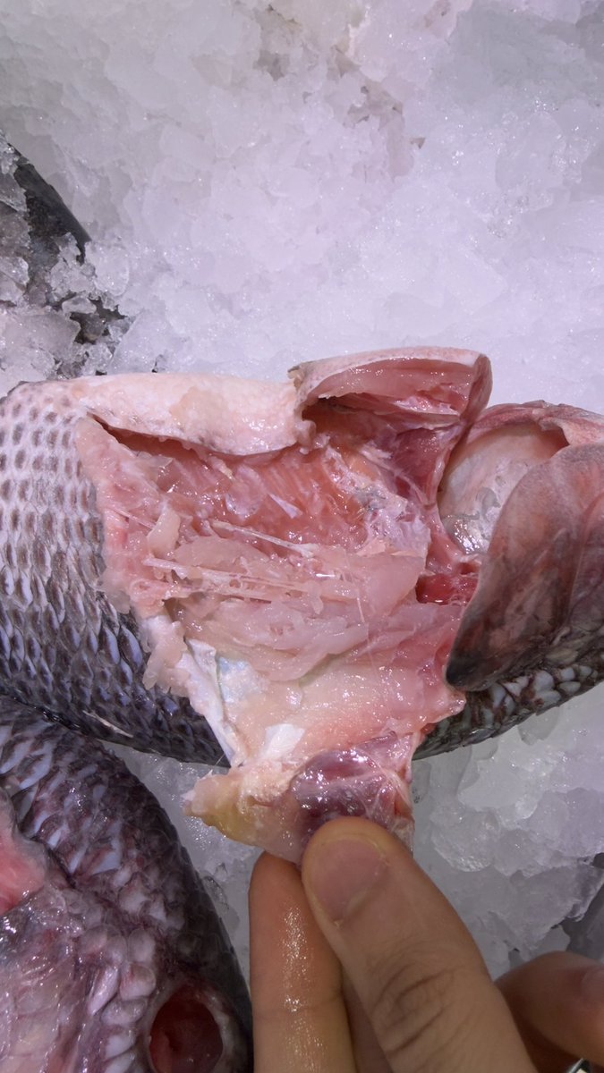 حمدان حسان الفولى tweet media