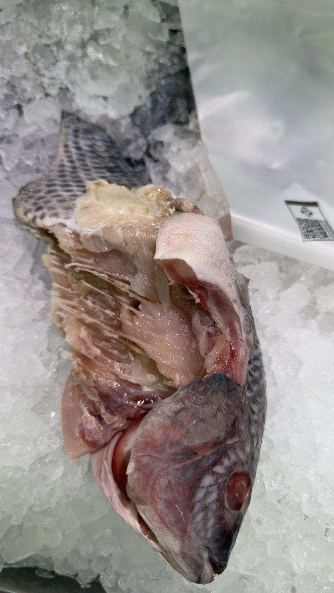 حمدان حسان الفولى tweet media