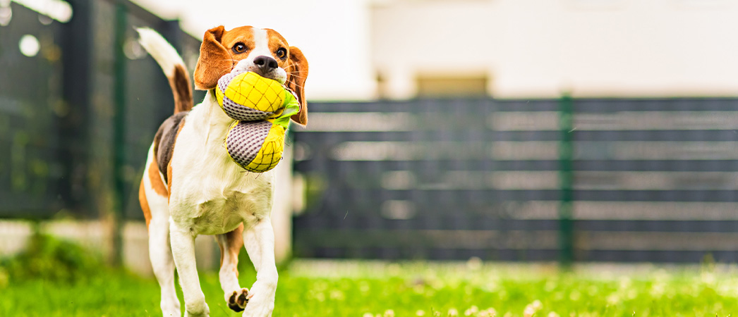 The Pet Cancer Foundation tweet media