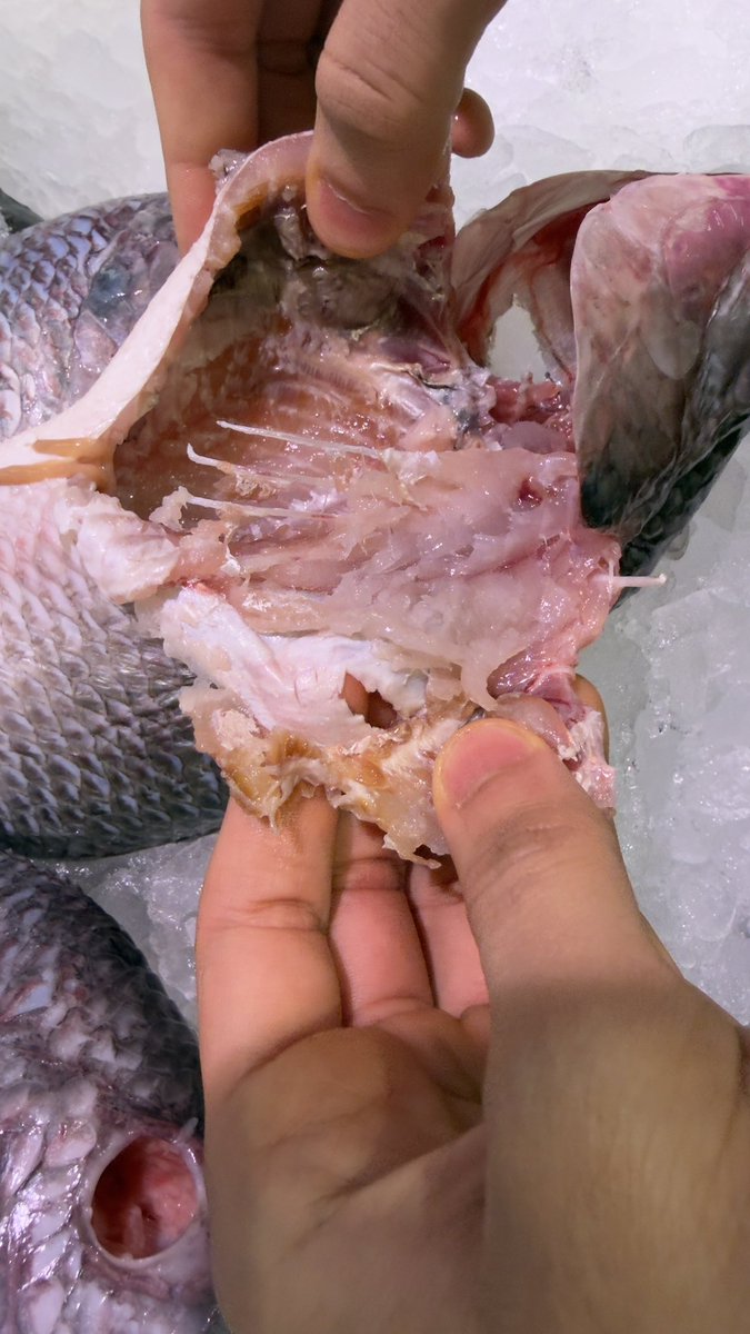 حمدان حسان الفولى tweet media