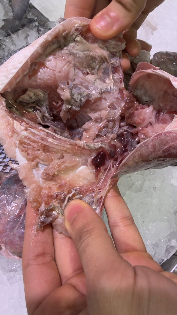 حمدان حسان الفولى tweet media