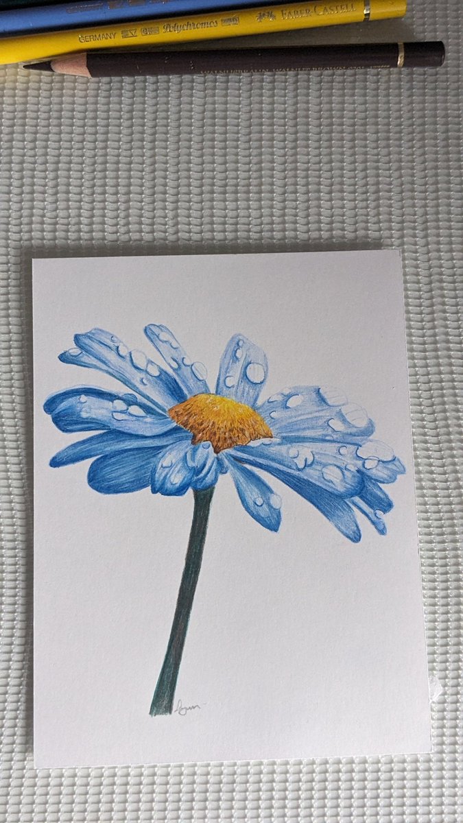 UkFemshep's tweet image. Finally getting around to my art again, and learning to draw.
A random blue daisy flower drawn using Faber-Castell polychromos pencils on Strathmore Bristol smooth paper 💐✏️🤗
#handdrawn
#myart
#colouredpencils