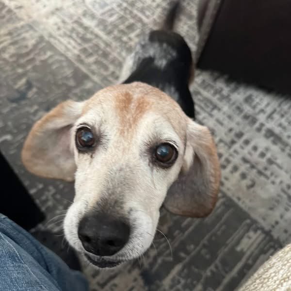 TriBeagles tweet media