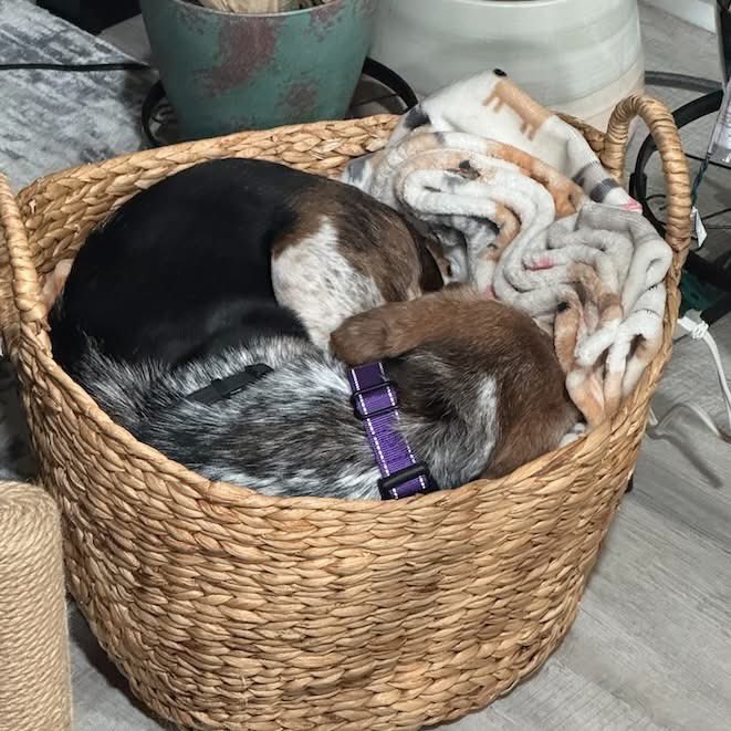 TriBeagles tweet media