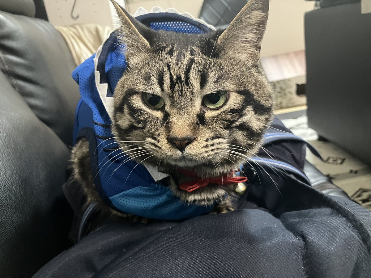 てった tweet media