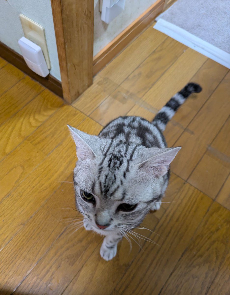 MysteryMyself2's tweet photo. ゆず、無事に手術が終わり、
タ◯タ◯が無くなりました。
朝から絶食だったので、お腹すかせてにゃ～にゃ～鳴きます😸 https://t.co/5LBvNUgs50