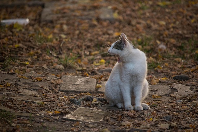 Michael Holstead tweet media