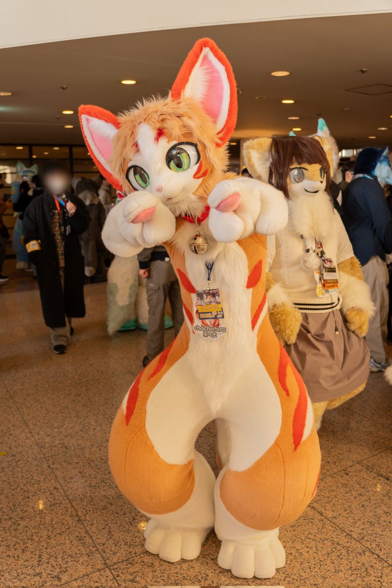 FLEET(ねこのすがた) tweet media