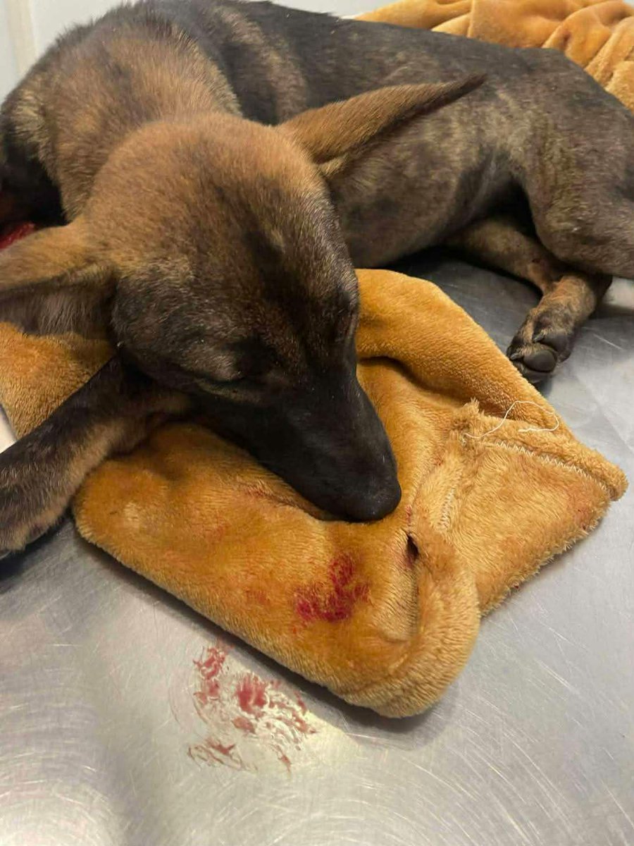 รักหมาจัง🐾 tweet media