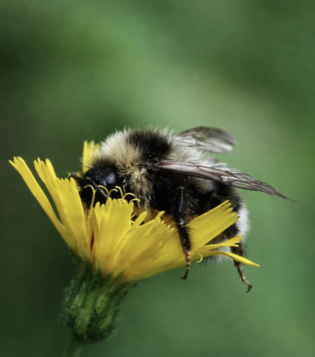 Wenn Hummeln keine Energie mehr haben, machen sie ein kurzes Nickerchen auf einer Blume.
Wo ist meine Blume?