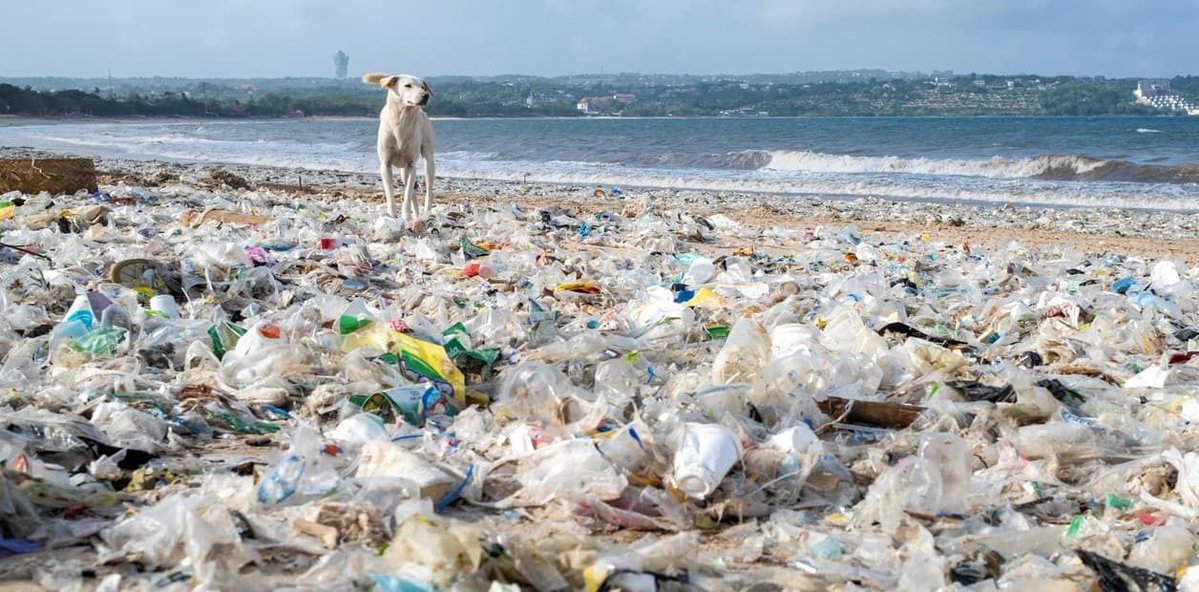 Diego Rottman tweet media