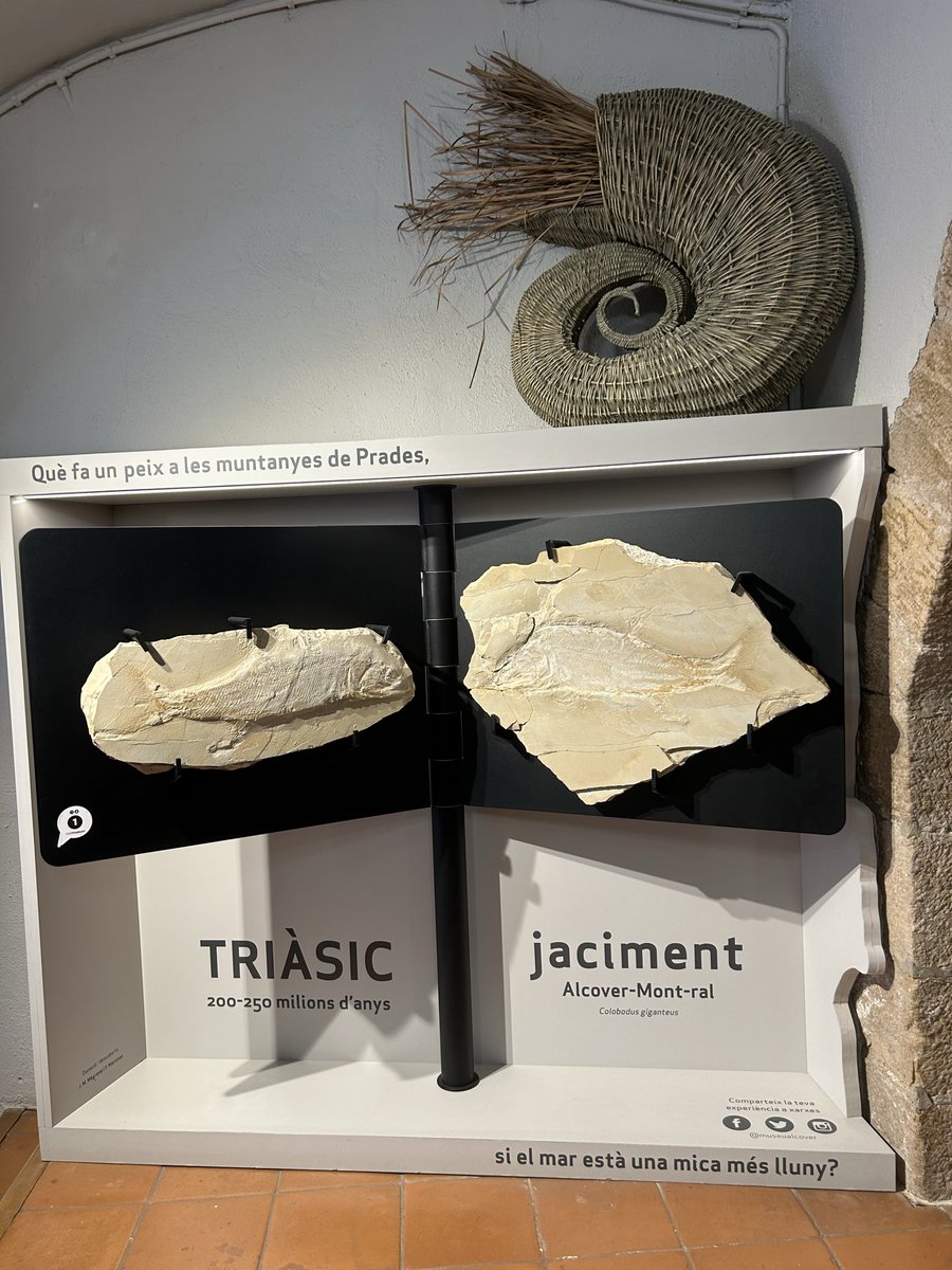 CFA REUS tweet media