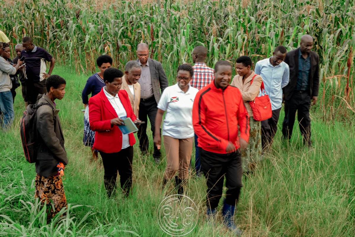 RTNBurundi's tweet image. Après la réunion, la délégation du @BMineagrie a effectué une visite de terrain pour observer différents projets de développement agricole et d’élevage en cours dans la province #Burunga.
La première étape de cette visite a conduit les responsables à #Kiremba, où l’organisation