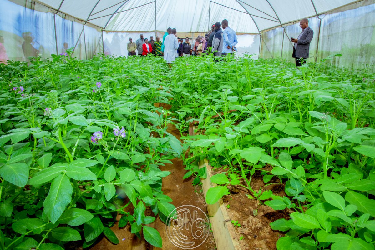 RTNBurundi's tweet image. Après la réunion, la délégation du @BMineagrie a effectué une visite de terrain pour observer différents projets de développement agricole et d’élevage en cours dans la province #Burunga.
La première étape de cette visite a conduit les responsables à #Kiremba, où l’organisation