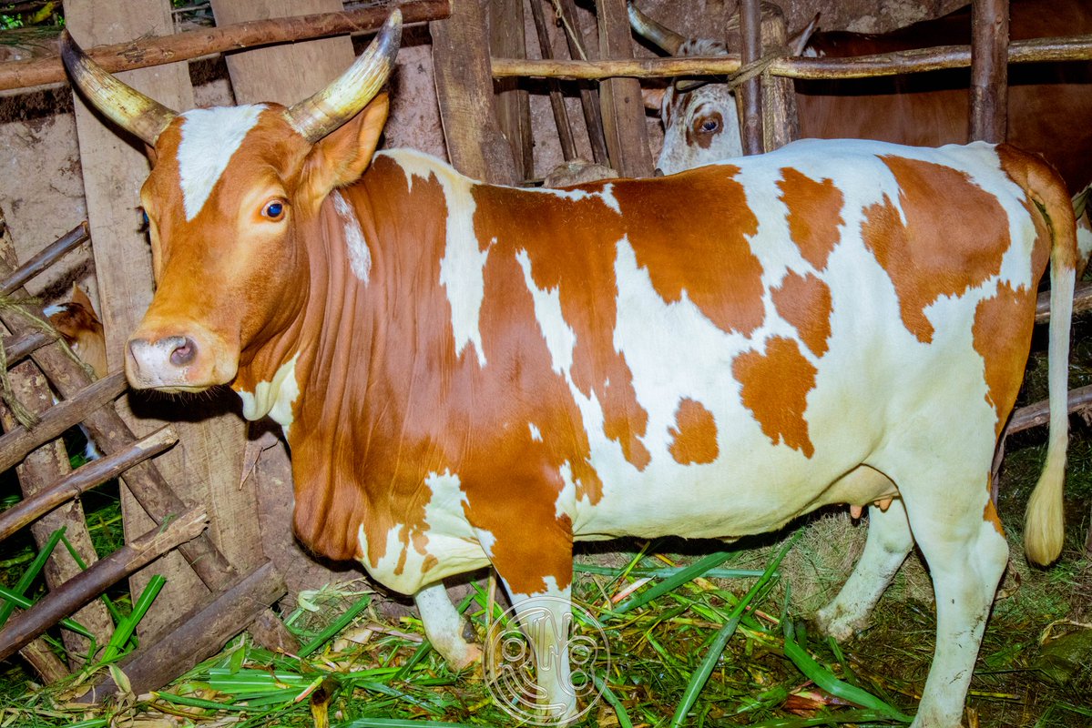 RTNBurundi's tweet image. Après la réunion, la délégation du @BMineagrie a effectué une visite de terrain pour observer différents projets de développement agricole et d’élevage en cours dans la province #Burunga.
La première étape de cette visite a conduit les responsables à #Kiremba, où l’organisation