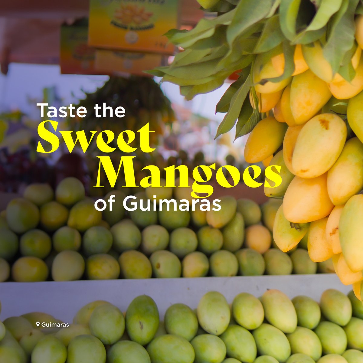 TourismPHL's tweet photo. Guimaras mangoes, some of the sweetest in the Philippines, are in season in March. In 2025, a record 13 tons of mangoes were allocated for the Manggahan Festival, held every May.🥭
#DOTPhilippines #BagongPilipinas #LoveThePhilippines https://t.co/jWNhxOXa8s