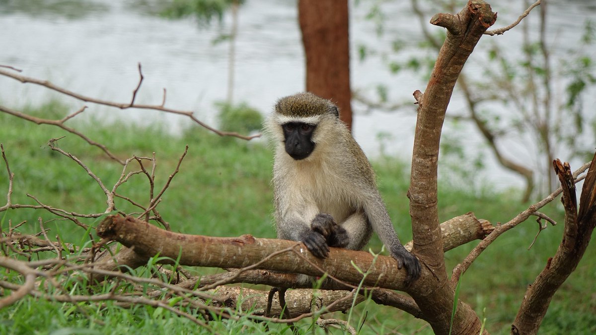 Did you know that vervet monkeys are comfortable on the ground as they are in trees. They are active during day and sleep at night.
#lakemburo
#murchisonfalls
#queenelizabeth 
#kidepovalley
#entebbebotanicalgardens