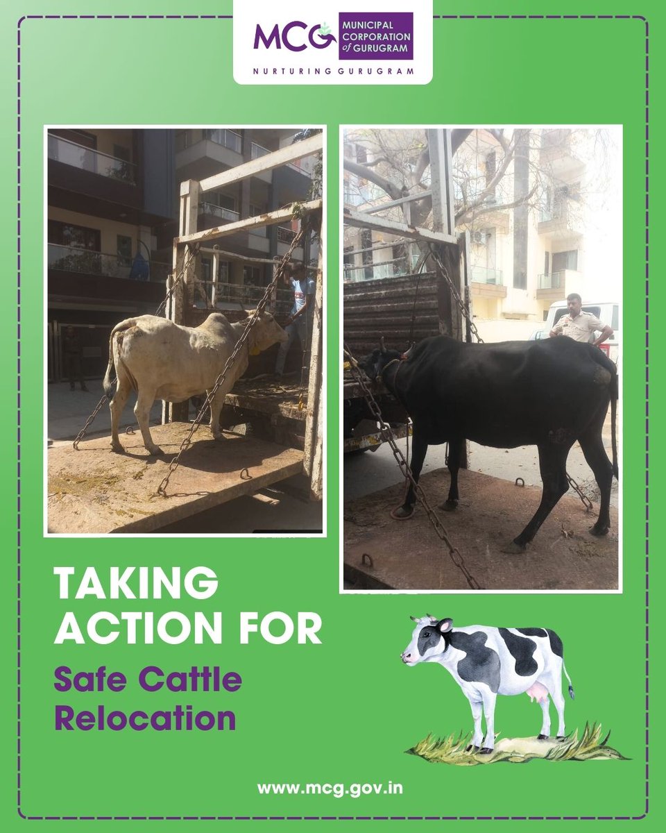 MunCorpGurugram's tweet photo. By relocating stray cattle from busy roads, MCG is improving traffic flow and protecting animal lives. Responsible action for a safer Gurugram.
#MCG #Gurgaon #Gurugram #MissionStrayCattleFreeGurugram #SafeRoads #TrafficSafety #StrayCattleRelocation #AnimalWelfare #HumaneRelocation #AnimalCare #UrbanSanitation #CommunitySafety #ResponsibleCitizens #PublicSafety #CleanCity #CattleCare #RelocationDrive #RoadSafety #SustainableCities
@MoHUA_India @YTKDIndia @SwachhBharatGov @SwachhBharat @MoHUA_India @MoJSDDWS @cmohry @NayabSainiBJP @Rao_InderjitS @VipulGoelBJP @csharyana @DiprHaryana @PradeepIAS_HR @OfficialGMDA @CPCB_OFFICIAL @CAQM_Official