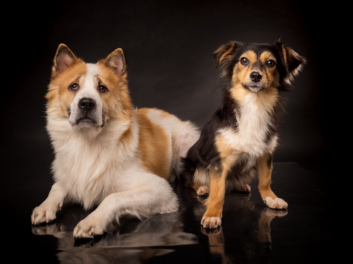 jan v DIJK tweet media