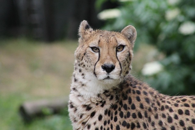 Tracy Thomas tweet media