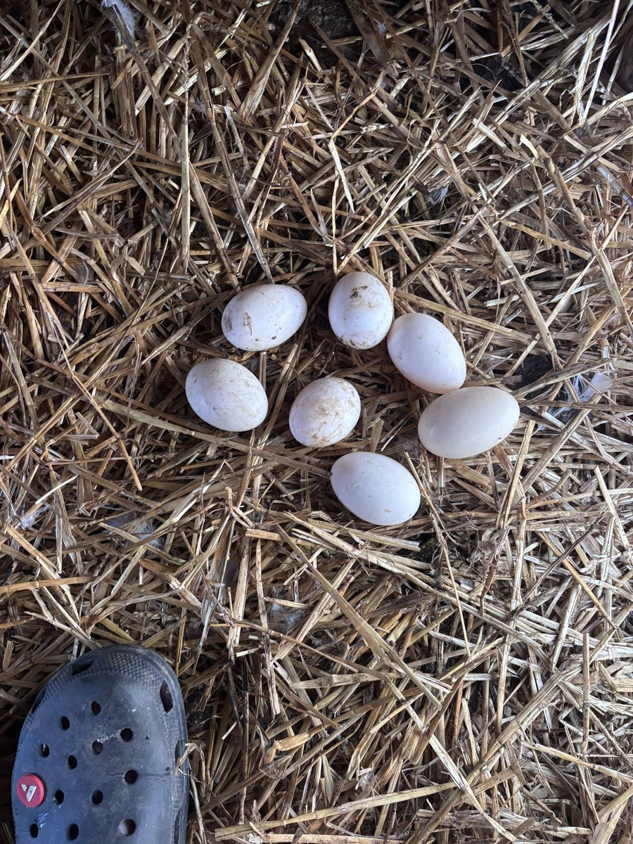 Jaybies 🌭 tweet media