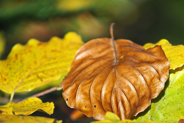 Monica Kang tweet media