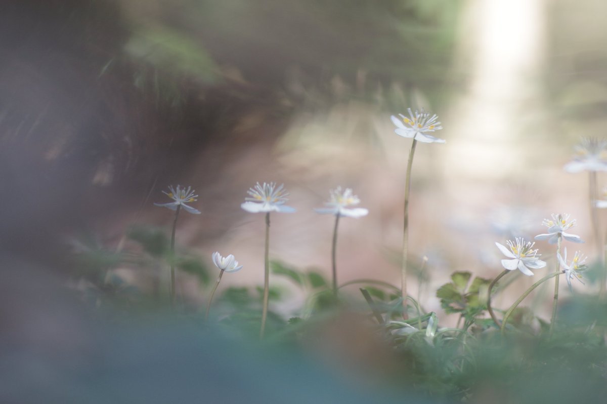 春はすぐそこ

#バイカオウレン
#梅花黄蓮
#城山かたくりの里
#写真
#写真好きな人と繋がりたい
#