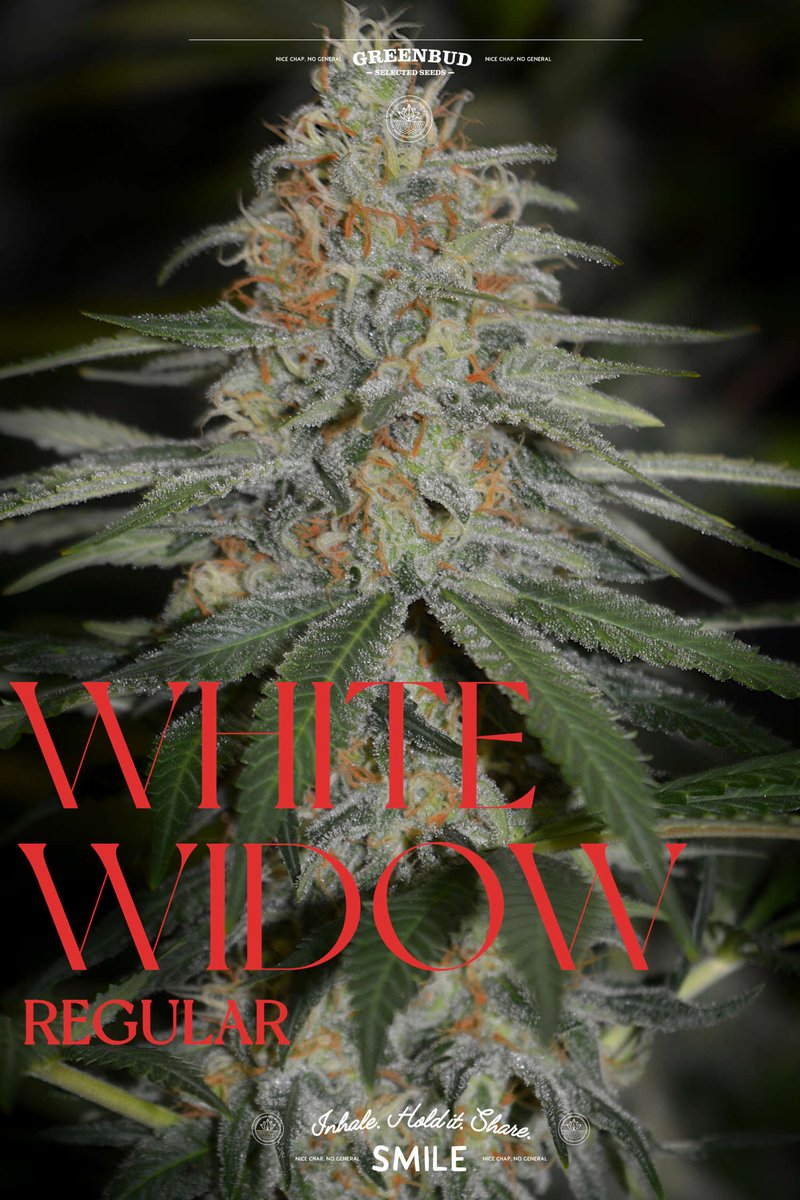 GreenbudSeeds's tweet photo. Regular Limited Editions in the making. π±
Selected breeding stock, strong structure, and resin-rich expressions ready for real selection work. Built for growers who like to explore phenotypes and work the genetics.
Have a great grow.
#GreenbudSeeds #RegularSeeds #weedlovers https://t.co/636EADJKM1