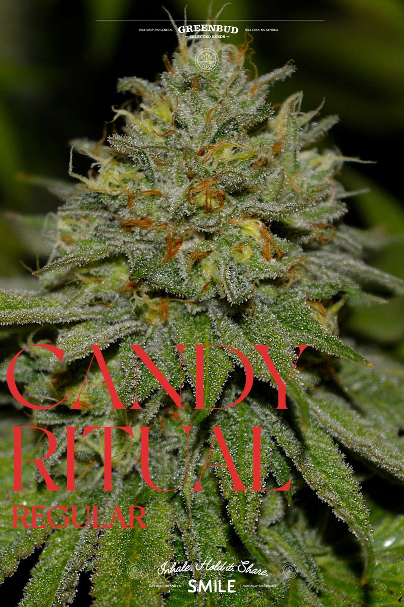 GreenbudSeeds's tweet photo. Regular Limited Editions in the making. π±
Selected breeding stock, strong structure, and resin-rich expressions ready for real selection work. Built for growers who like to explore phenotypes and work the genetics.
Have a great grow.
#GreenbudSeeds #RegularSeeds #weedlovers https://t.co/636EADJKM1