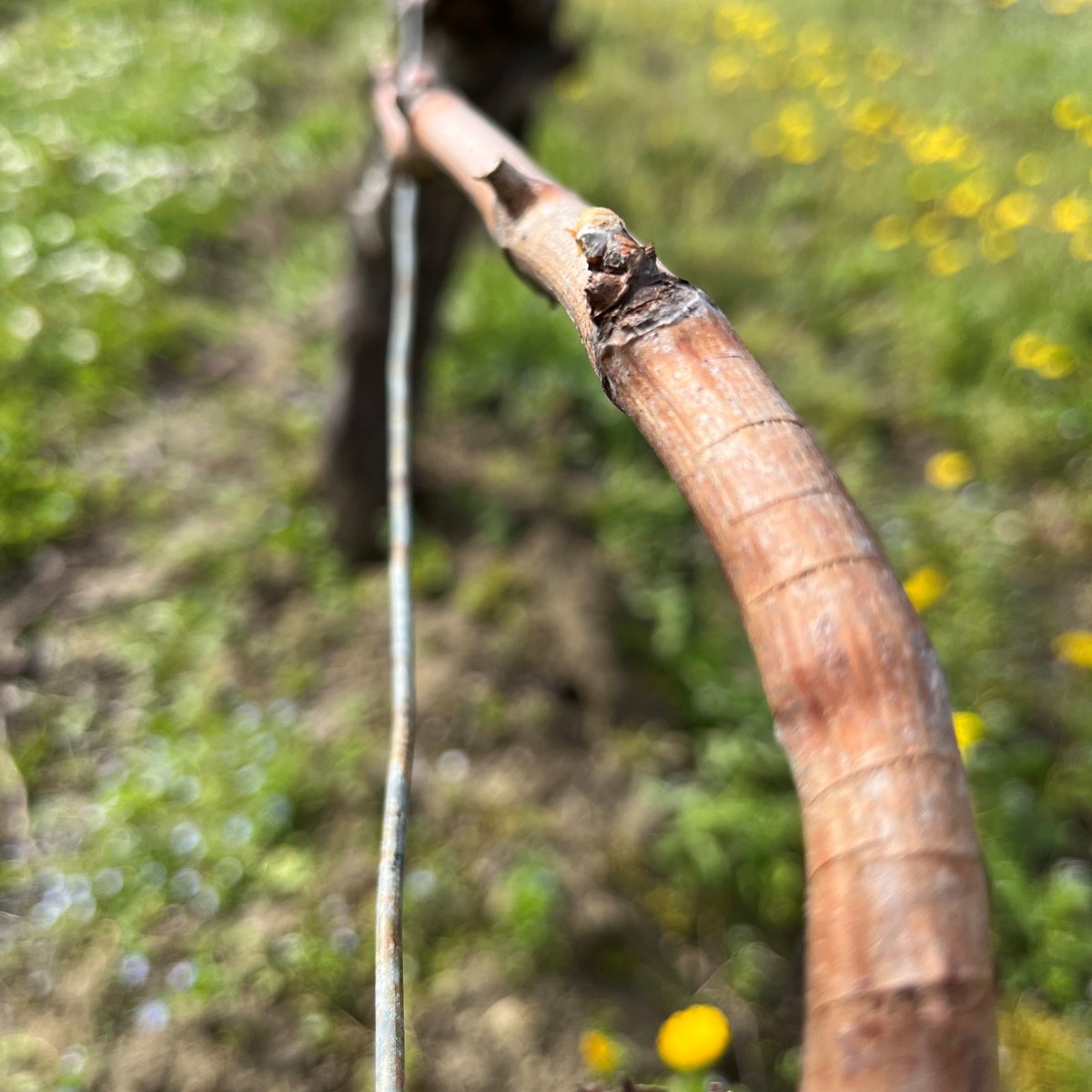 Chateau la Levrette tweet media