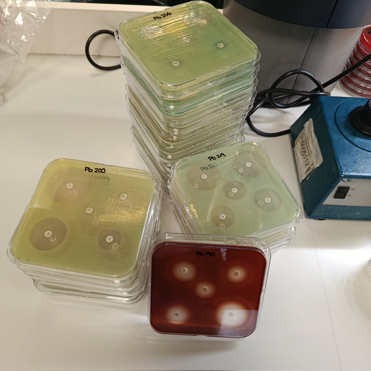 Meniapi26's tweet photo. Un día de trabajo en el laboratorio 208 del IBiS @ibis_sevilla @PilarSS99 @luciacr_01 @Lauraposaelas15 @lunaanicolass https://t.co/oDoMScT4qr
