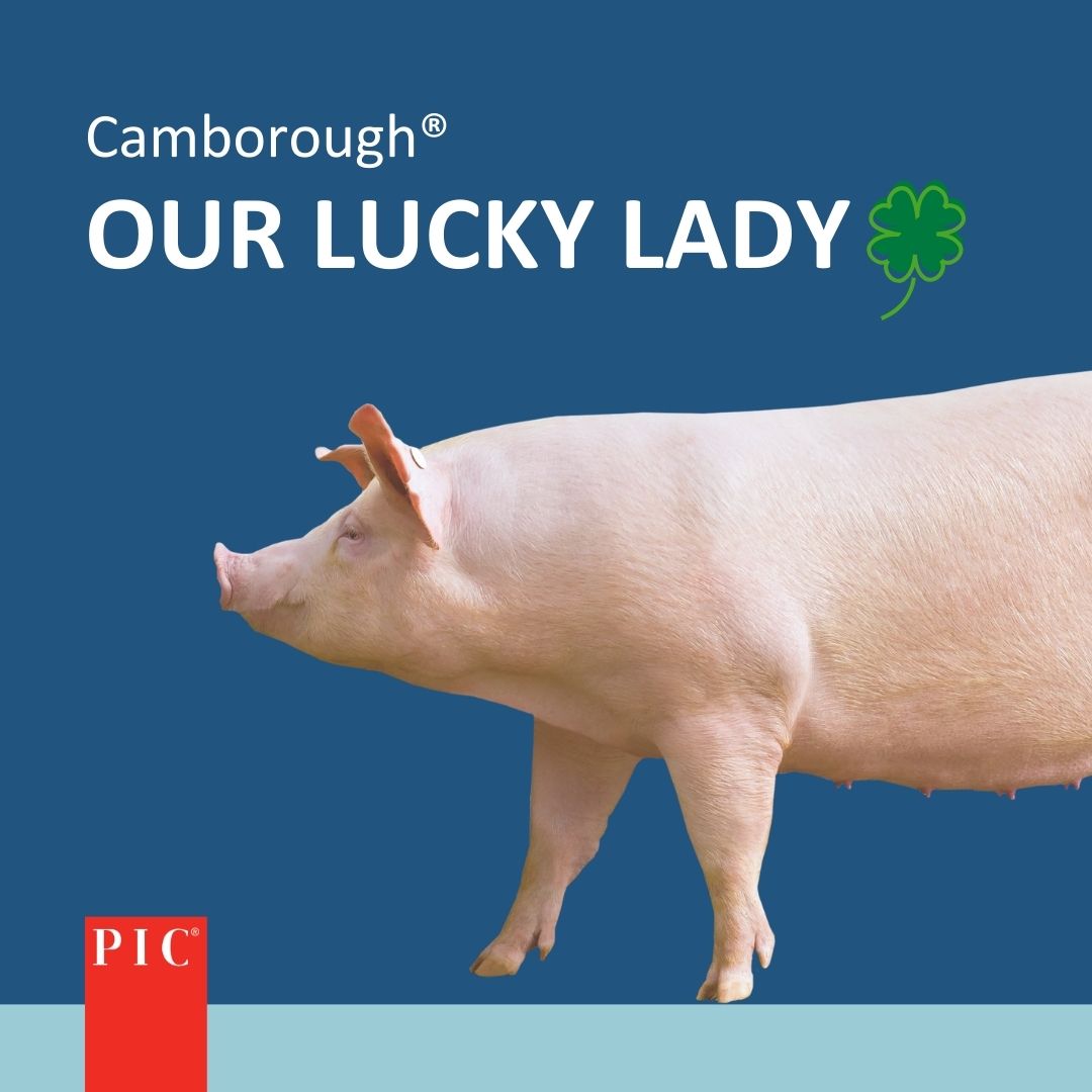 Pig Improvement Company (PIC) (@PigImprovement) / Posts / X