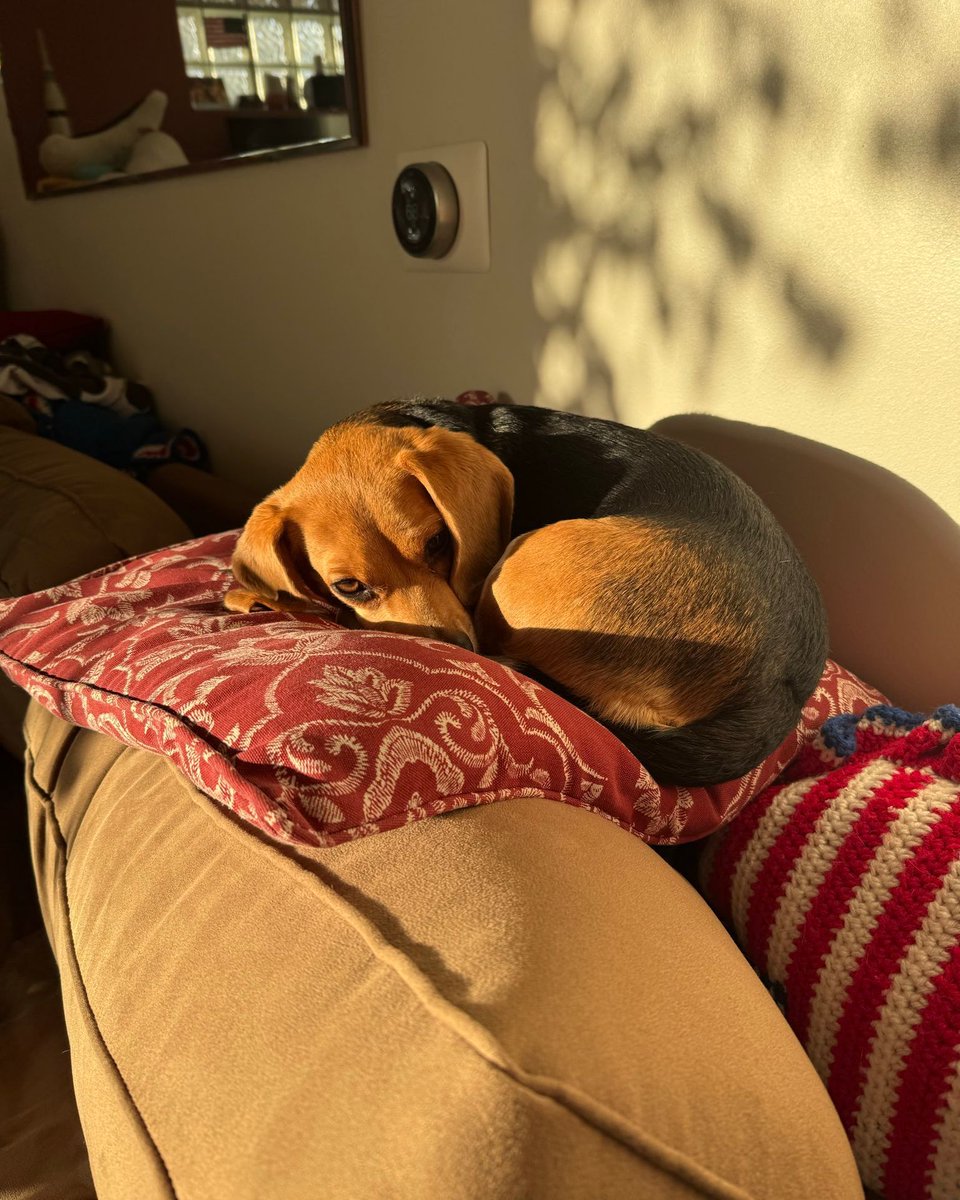 Beagle Facts tweet media