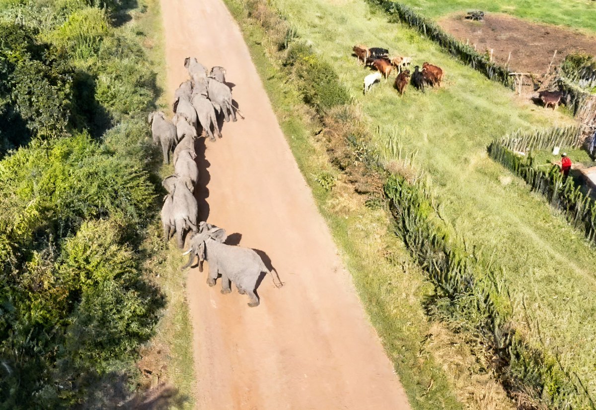dnmatara's tweet photo. Is coexistence the solution to human-wildlife conflict?
Communities across Africa live alongside wildlife every day. The debate now focuses on coexistence and how people manage livelihoods and conservation in the same spaces. What is your view?
https://t.co/Oi57srPQPl https://t.co/RIhdczcX0K