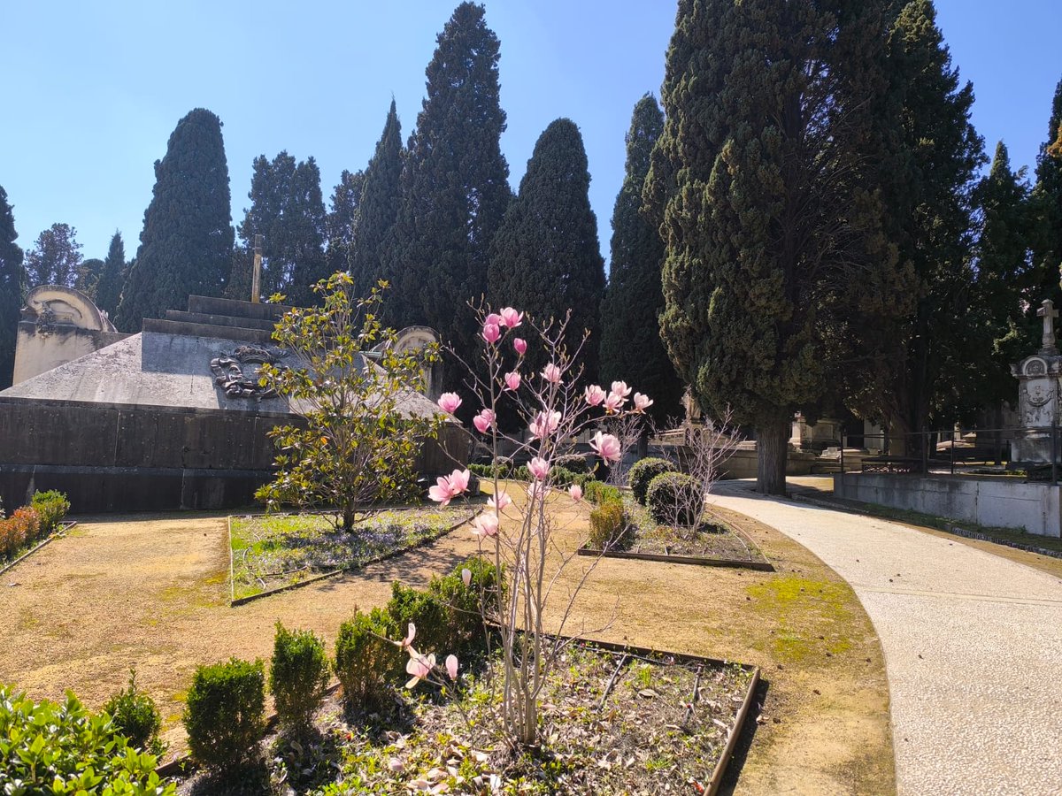 CementerioSanIsidro tweet media