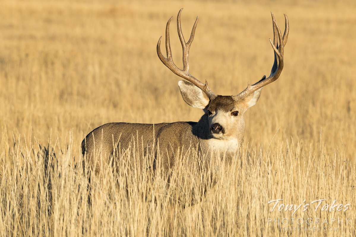 Tony's Takes tweet media