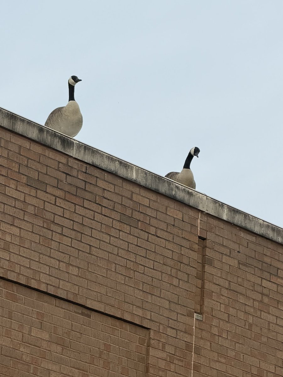 President Goose Devil King of Hell™️®️©️ tweet media